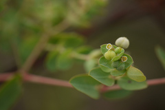 Euphorbia pycnostegia